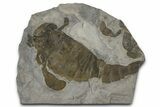 Eurypterus (Sea Scorpion) Fossil - New York #369297-1